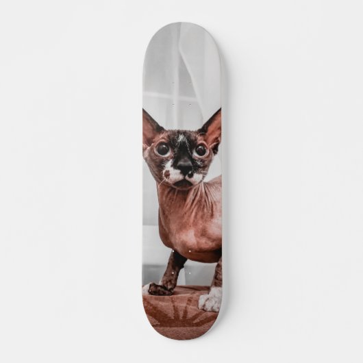 Patineta Gato Raza Esfinge  Skateboard (Vorne)