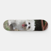 Patineta Perro Pequeño Blanco Y Peludo Skateboard (Horizontal)