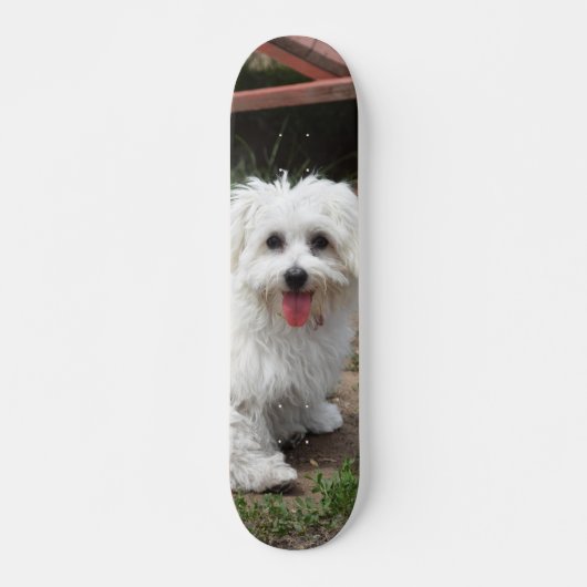 Patineta Perro Pequeño Blanco Y Peludo Skateboard (Vorne)