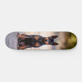 Patineta Perro Pinscher Miniatura Sentado Skateboard (Horizontal)