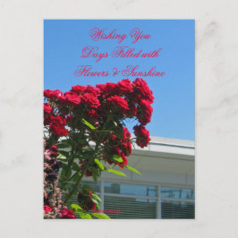 Patio-Rose Postkarte