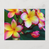 patriciapotluck blühende Plumeria Postcard Postkarte (Vorderseite)