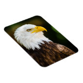 Patriotic Adult American Bald Eagle Magnet (Rechte Seite)