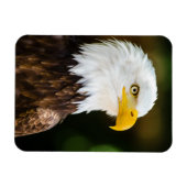 Patriotic Adult American Bald Eagle Magnet (Horizontal)