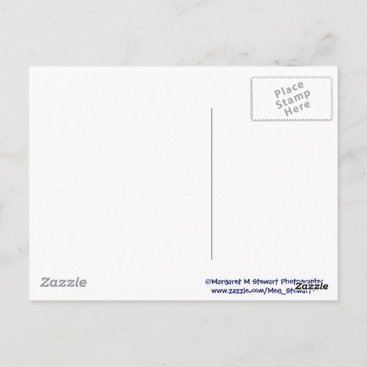 Patriotic Chipmunk Postkarte (Rückseite)