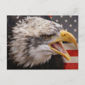 Patriotic Eagle Image Postcard Postkarte (Vorderseite)