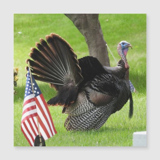 Patriotic Turkey Strut Magnet Grußkarte (Vorderseite)