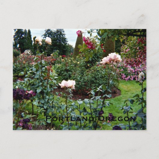 Patriotische Rose Garden Postkarte (Vorderseite)
