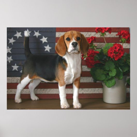 Patriotischer Beagle Poster (Vorne)