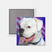 Patriotischer Weißboxer Magnet (Vorderseite/Rückseite)