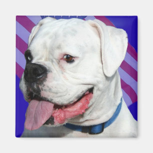 Patriotischer weißer Boxermagnet Magnet