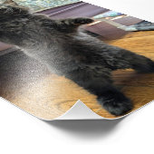 Patsy, der Babybär (aber älter) Fotodruck (Ecke)