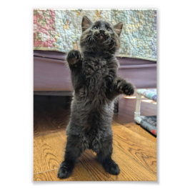 Patsy, der Babybär (aber älter) Fotodruck