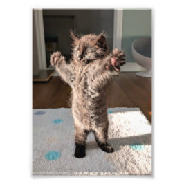Patsy der Bär Fotodruck