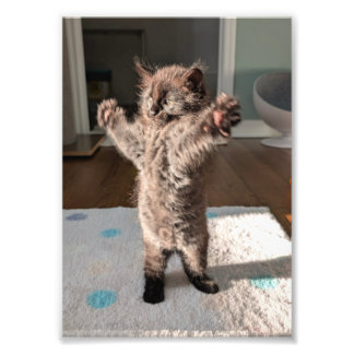 Patsy the bear fotodruck