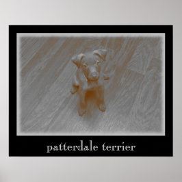 Patterdale Terrier Aged Foto Poster
