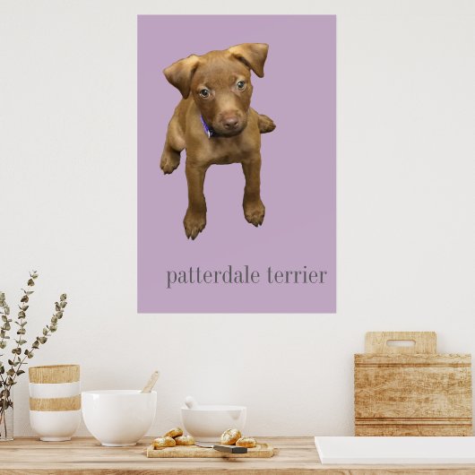 Patterdale Terrier Puppy Poster (Küche)