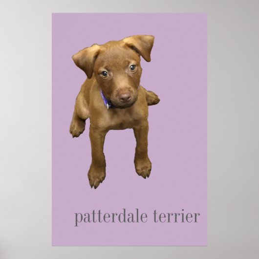 Patterdale Terrier Puppy Poster (Vorne)