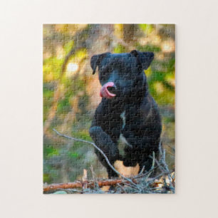 Patterdale Terrier. Puzzle