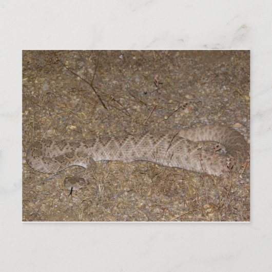 Patti Jares (Wickenburg, AZ) Rattlesnake Bite Postkarte (Vorderseite)