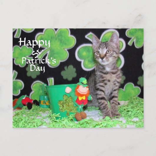 Patton's St. Patrick's Day Postcard - Katze / Kitt Postkarte (Vorderseite)