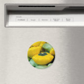 Pattypan Squash Magnet (In Situ (Geschirrspüler))