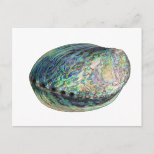 Paua Muschel Postcard Postkarte