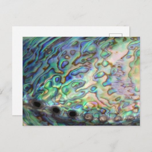 Paua Muschel Postcard Postkarte (Vorne/Hinten)