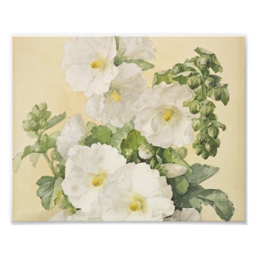 Paul De Longpre - Hollyhocks 1901 Fotodruck (Vorne)