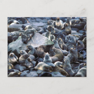 Paul Island Pelz Siegel Rookery, Pribilofs Postkarte