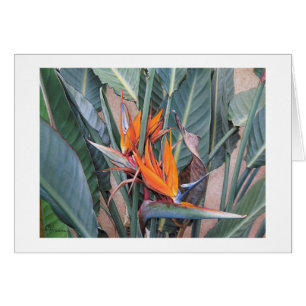 Paul McGehee "Bird of Paradise" Karte