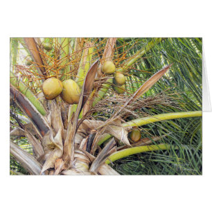 Paul McGehee "Coconuts"-Karte