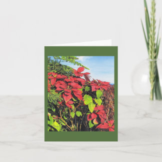 Paul McGehee "Poinsettias" Karte