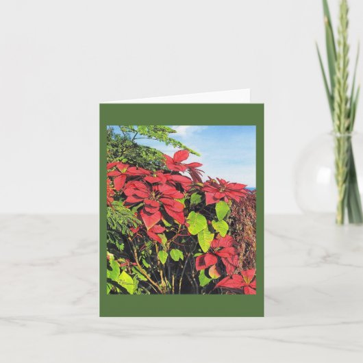 Paul McGehee "Poinsettias" Karte (Vorderseite)