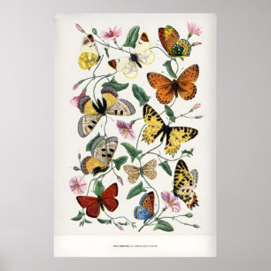 Paul Servais Schmetterlinge Le Jardin des Plantes Poster