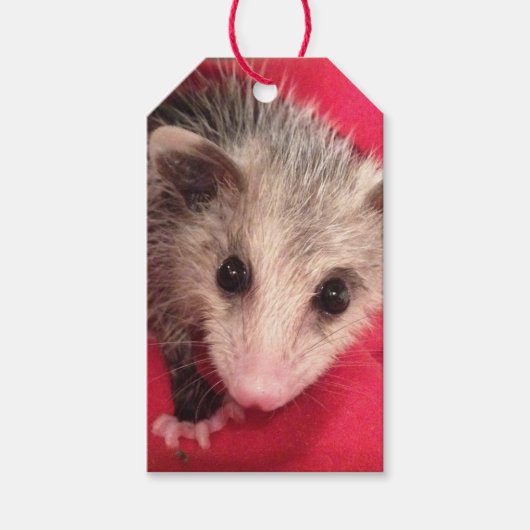 Paulee Possum Gift Tag Geschenkanhänger (Vorderseite)