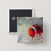 Paupau Neue Guinea, Great Barrier Reef Button (Vorne & Hinten)