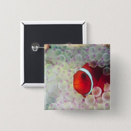 Paupau Neue Guinea, Great Barrier Reef Button (Vorne & Hinten)