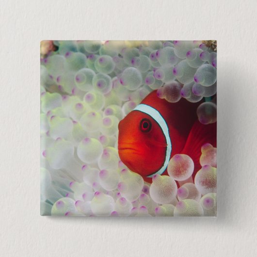 Paupau Neue Guinea, Great Barrier Reef Button (Vorderseite)