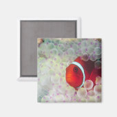 Paupau Neue Guinea, Great Barrier Reef Magnet (Vorderseite/Rückseite)