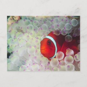 Paupau Neue Guinea, Great Barrier Reef Postkarte