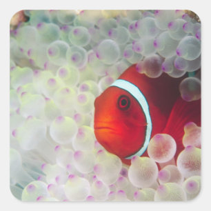 Paupau Neue Guinea, Great Barrier Reef Quadratischer Aufkleber