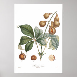 Pavia, rote Rosskastanie Poster