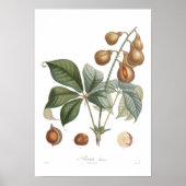 Pavia, Roter Buckeye Poster (Vorne)