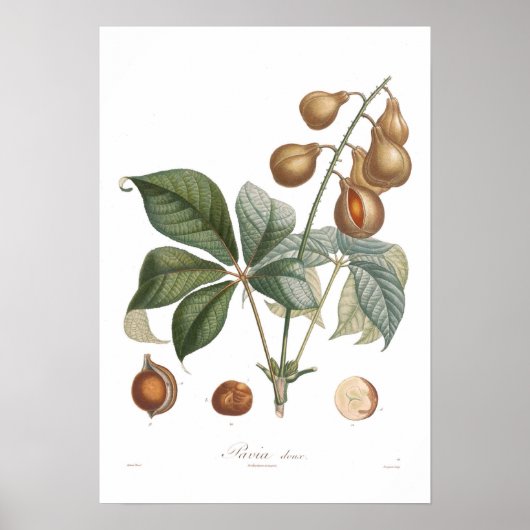 Pavia, Roter Buckeye Poster (Vorne)