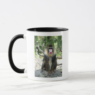 Pavian,狒狒 Tasse