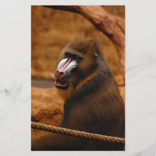 Pavian/Baboon Briefpapier