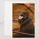 Pavian/Baboon Briefpapier (Vorne/Hinten)