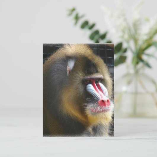 Pavian-Postkarte Postkarte (Stehend Vorderseite)