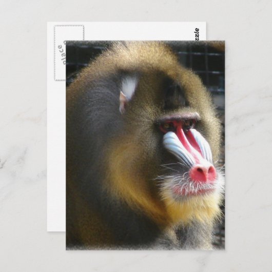 Pavian-Postkarte Postkarte (Vorne/Hinten)